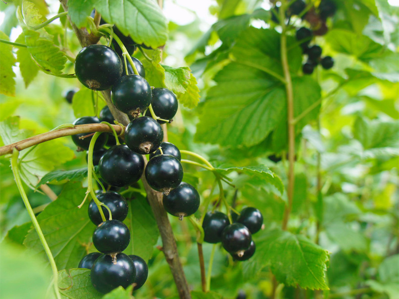 В Рязанской области продолжается сбор черной смородины и малины