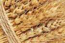 О ситуации на рынке зерна в Рязанской области