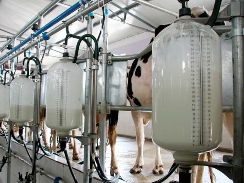 Молочная отрасль около нуля. Производство молока снова вырастет не больше чем на 1%