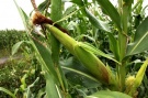 В хозяйствах Захаровского района полным ходом идет уборка кукурузы