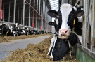Рязанским сельхозтоваропроизводителям субсидии на молоко выплачены в полном объеме