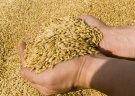 Экспорт зерна на 35% превысил прошлый год - отрыв России от основных конкурентов на мировом рынке пшеницы возрос