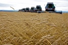 В Рязанской области убрано 36% площадей зерновых культур