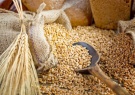 Экспорт российского зерна и продуктов его переработки станет одной из главных тем II Всемирного зернового форума в Сочи