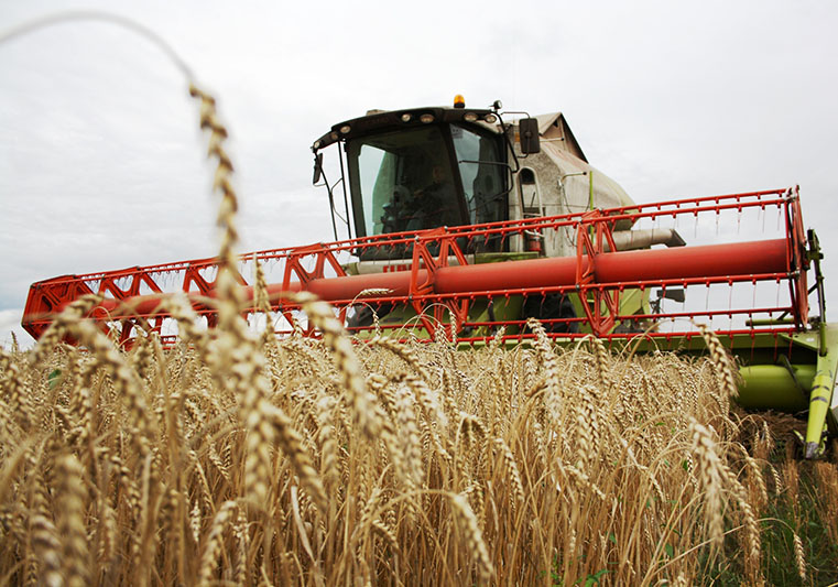 В 2015 году урожай зерновых в Рязанской области стал наивысшим за всю современную историю регионального АПК
