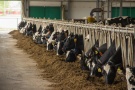 С начала года производство молока в рязанских сельхозпредприятиях увеличено на 7,3%