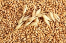 Информация о рынке зерна в Рязанской области