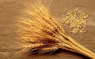 Рынок зерна: в Рязанской области, в России, в мире