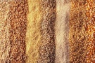 Обзор рынка зерна в Рязанской области