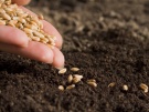 Правильные семена – хороший урожай