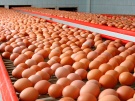 По итогам I полугодия производство яйца в Рязанской области увеличилось на 13,1%