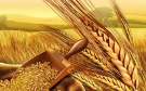 Информация о рынке зерна на 10.07.2015 года