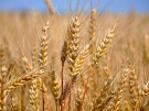 Цены на зерно в Рязанской области на 20% выше уровня прошлого года