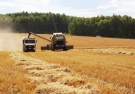 Рязанская область: обмолочено около 85% зерновых культур