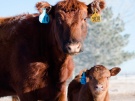Сектор мясного скотоводства вырос в семь раз