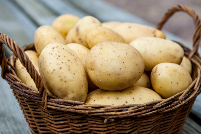 Цены на картофель в России остаются рекордно низкими