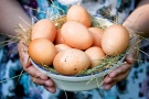 Рязанская область: наиболее рентабельный вид деятельности - производство яиц