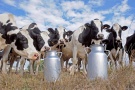 Рязанская область:  производство молока  в фермерских хозяйствах в 2016 году увеличилось на 26,1%