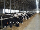 В молочном животноводстве Рязанской области продолжается рост производства