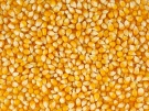 В Рязанской области завершена уборка кукурузы на зерно