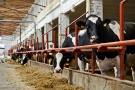 Лидеры – 2016: крупнейшие сельскохозяйственные предприятия Рязанской области наращивают производство молока