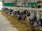 По итогам 7 месяцев производство молока в сельхозпредприятиях Рязанской области увеличено на 7,3%