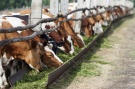 В Рязанской области увеличены ставки субсидий на молоко
