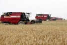 Аграрии Сараевского района Рязанской области намолотили свыше 100 тысяч тонн зерна