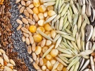 Министерство сельского хозяйства и продовольствия Рязанской области ведет работу по предоставлению субсидии на возмещение части затрат на приобретение элитных семян