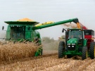 В Рязанской области началась уборка кукурузы на зерно