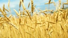 Рязанские аграрии намолотили первые 100 тысяч тонн зерна нового урожая