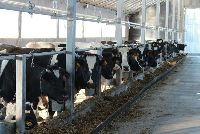 Рязанская область получит из федерального бюджета средства на поддержку начинающих фермеров и развитие семейных животноводческих ферм