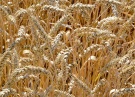 В Рязанской области стартовала уборка зерновых