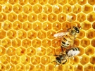 Специалисты ОАО «Рязанская пчела»: спасти пчел помогут проверенные методы