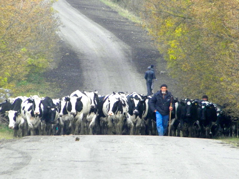 Рязанская область: животноводы Сасовского района переводят скот из летних лагерей на «зимние квартиры»