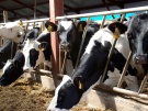 Рязанская область улучшила свою позицию в Топ-30 регионов-лидеров в производстве молока в сельхозпредприятиях