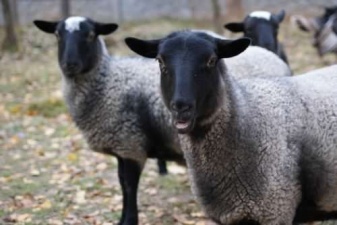Состоялось обсуждение программы развития овцеводства в Рязанской области