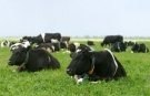 Рекомендации по переводу крупного рогатого скота на летне-пастбищное содержание