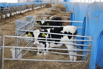 Государство будет субсидировать кредиты на развитие молочного животноводства до 15 лет