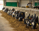В шести районах Рязанской области по итогам 10 месяцев надоили свыше 6000 кг от коровы