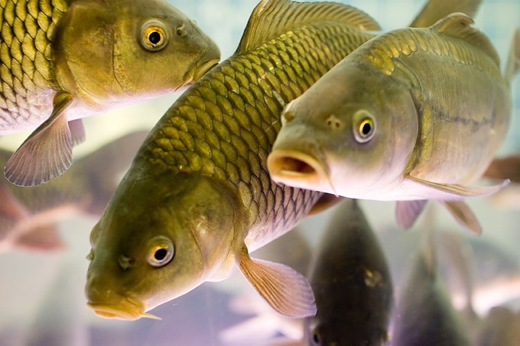 В 2015 году рыбоводческие хозяйства Рязанской области произведут не менее 2,5 тысяч тонн рыбы