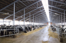 В Рязанской области производство молока выросло на 14,7%