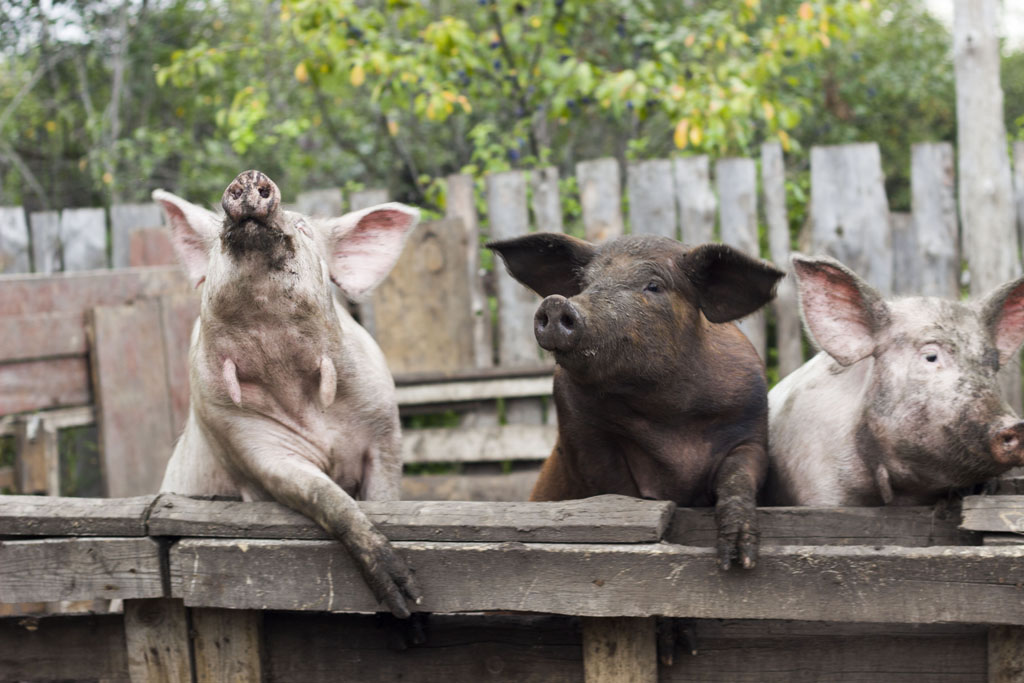 Рязанская область: производство свинины на убой уверенно занимает передовую позицию в динамике по производству скота и птицы