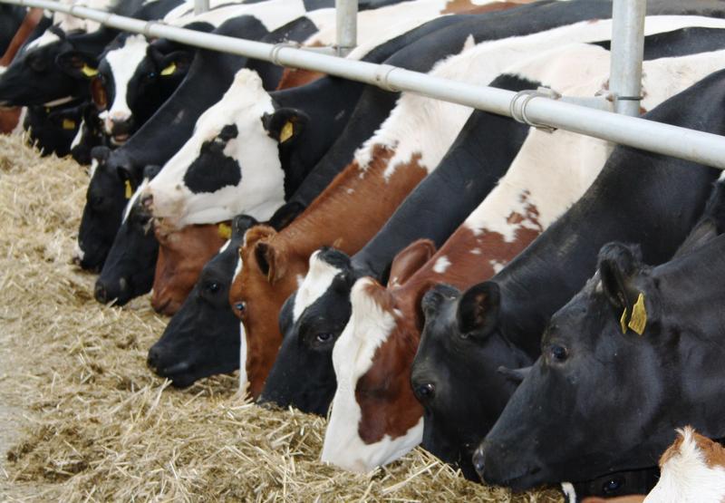 За 9 месяцев 2015 года в Рязанской области существенно увеличилось производство молока, мяса и яиц