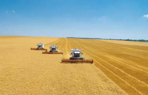 В Рязанской области зерновые культуры убраны более чем на 90 %