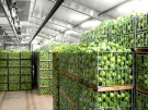 Лишь 30% овощей открытого грунта закладывается на хранение