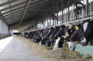 Животноводы Рязанской области увеличили производство молока на 8,3%
