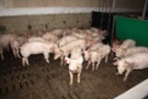 В ООО «Вердазернопродукт» введен в строй новый комплекс откорма свиней