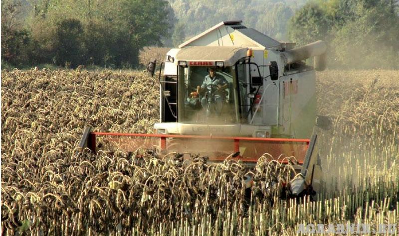 По темпам уборки зерновых и озимого сева Рязанская область занимает второе место в ЦФО