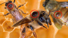 Вниманию пчеловодов: в регионе отмечается высокое распространение заболевания пчёл клещом